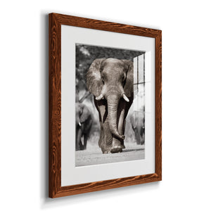 Botswana Patriarch - Barnwood Framed Art Print