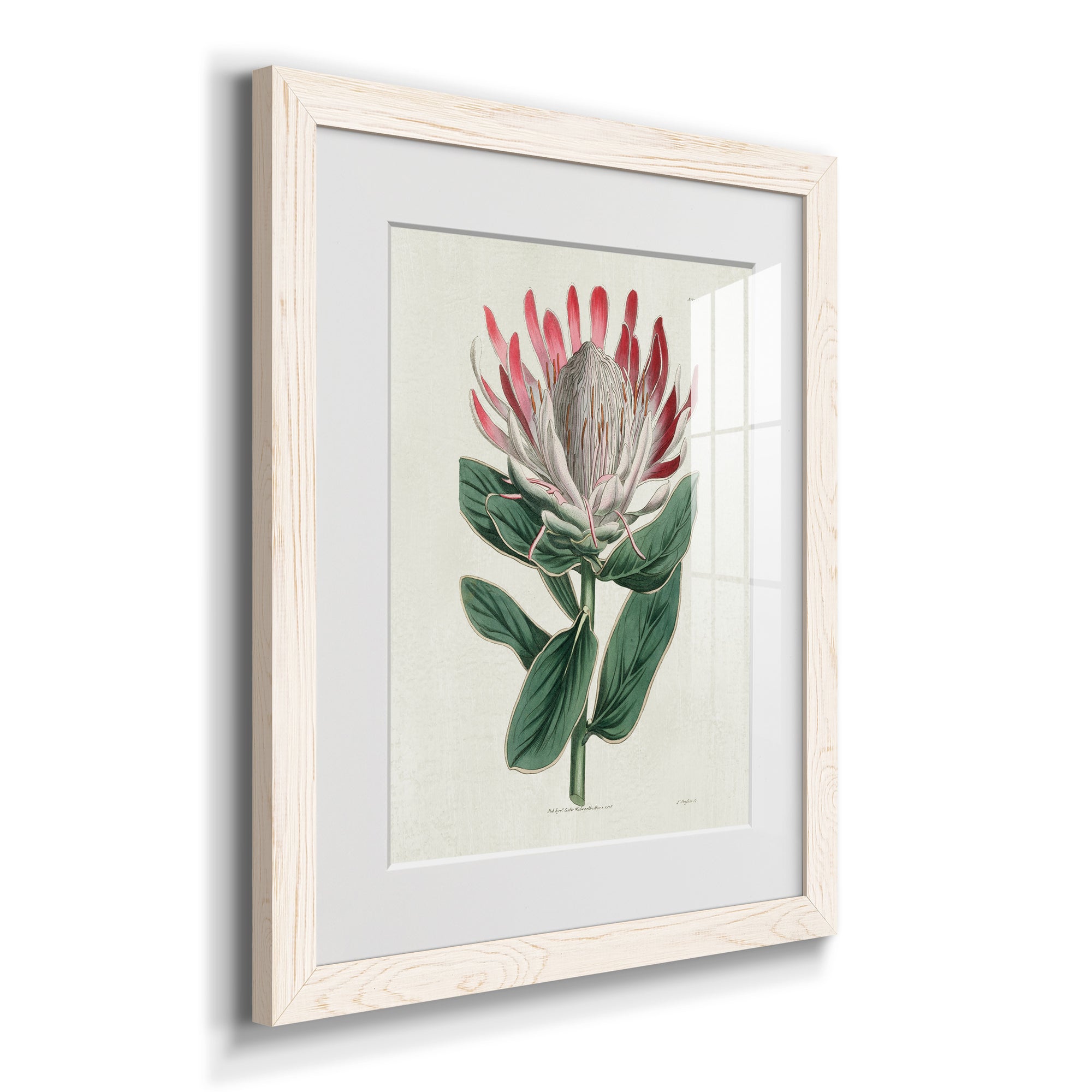 Protea N13 - Barnwood Framed Art Print