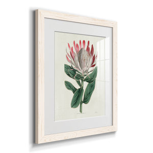 Protea N13 - Barnwood Framed Art Print