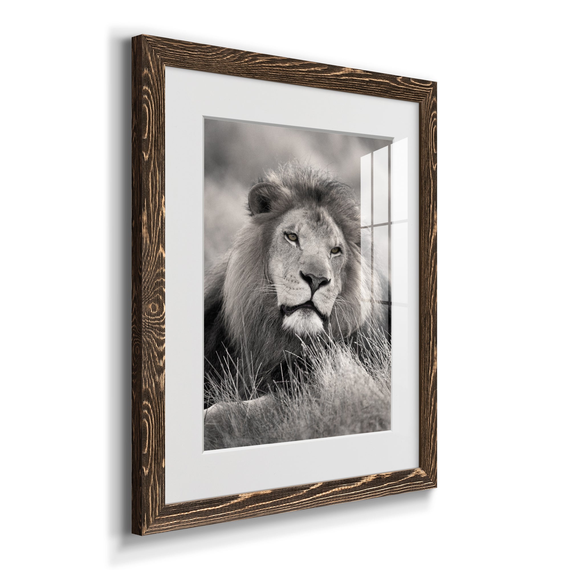 Pride of the Pride - Barnwood Framed Art Print