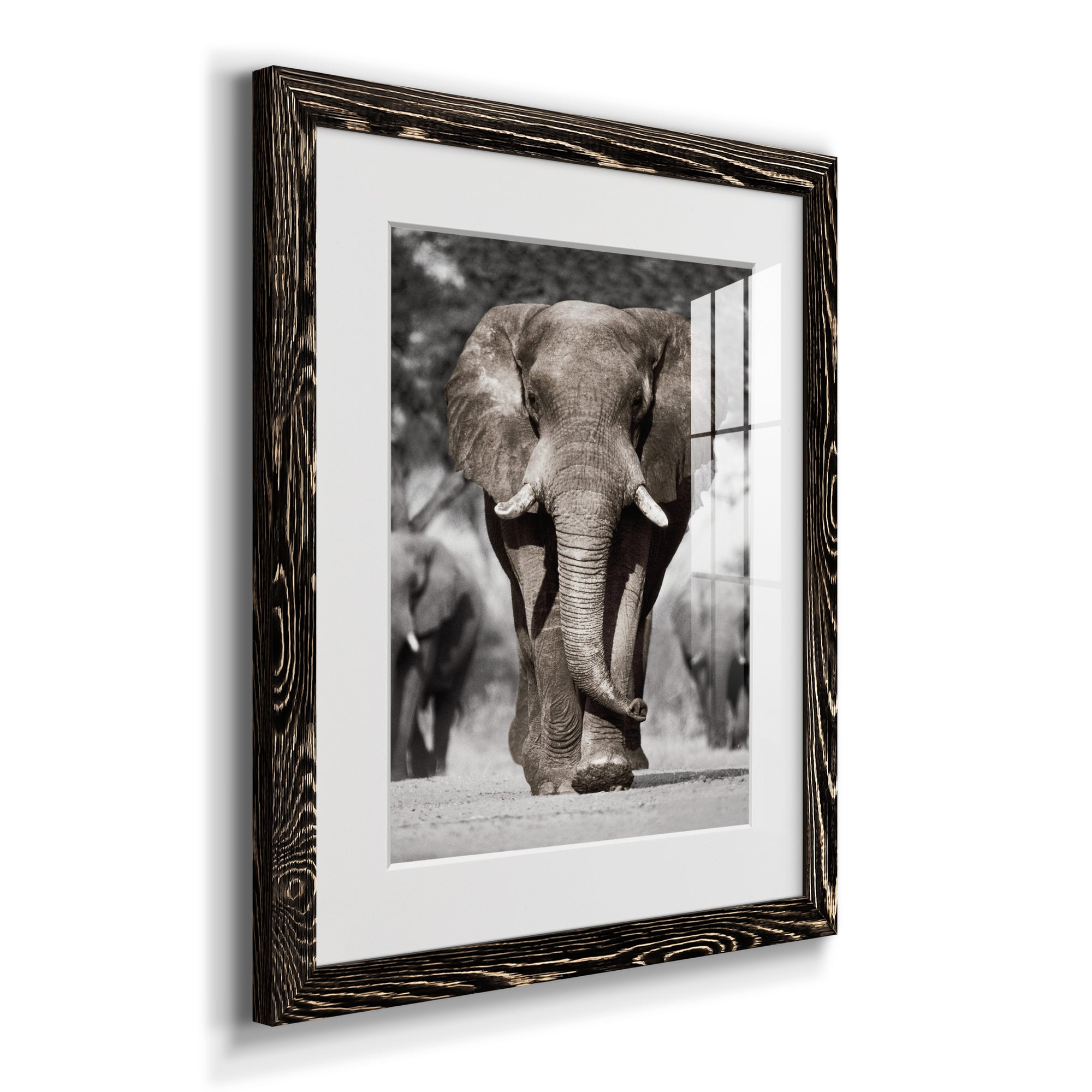 Botswana Patriarch - Barnwood Framed Art Print