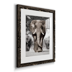 Botswana Patriarch - Barnwood Framed Art Print