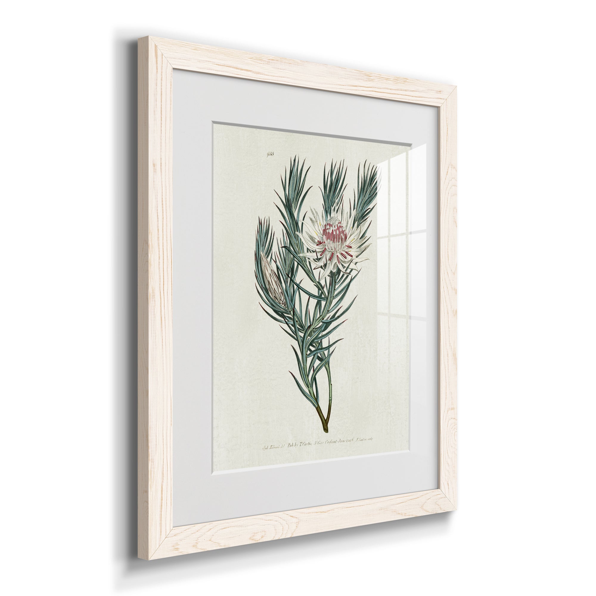 Protea N33 - Barnwood Framed Art Print