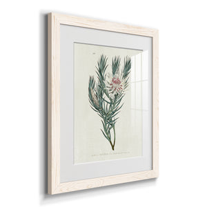 Protea N33 - Barnwood Framed Art Print