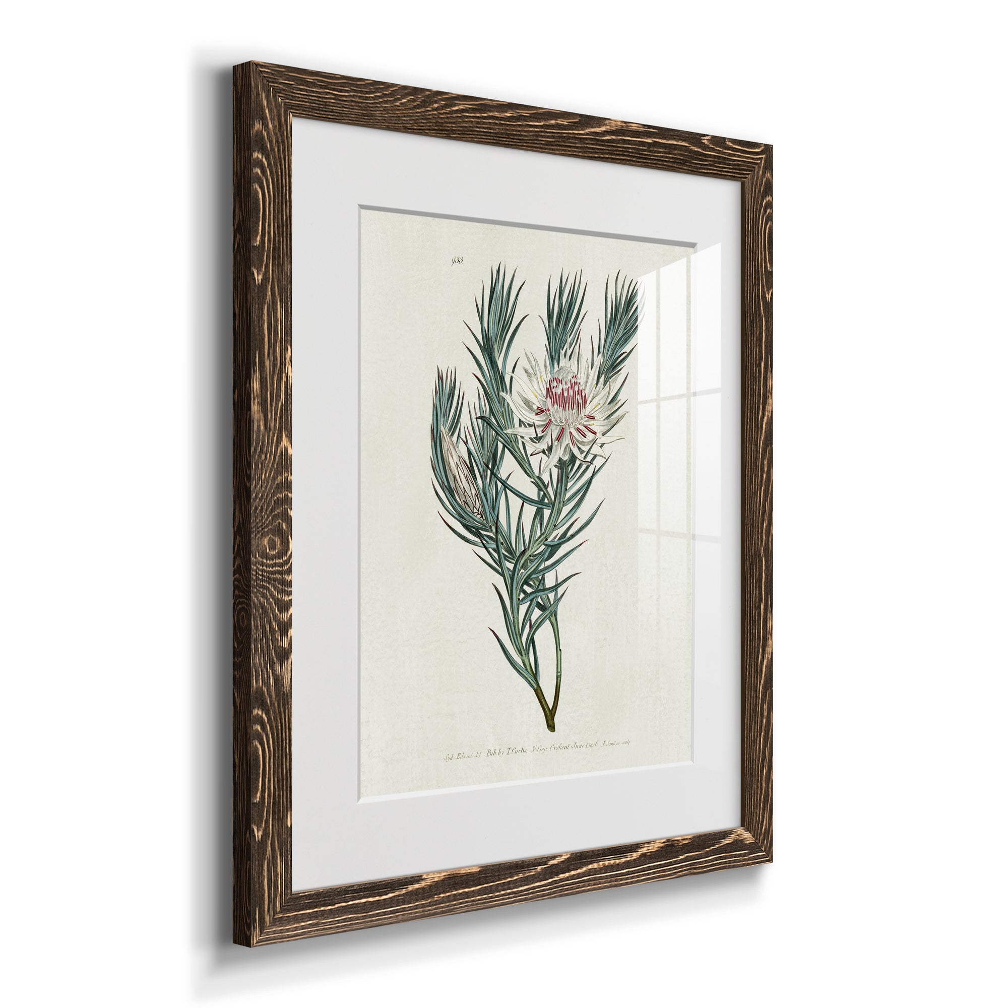 Protea N33 - Barnwood Framed Art Print
