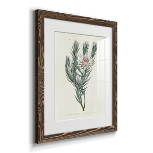 Protea N33 - Barnwood Framed Art Print