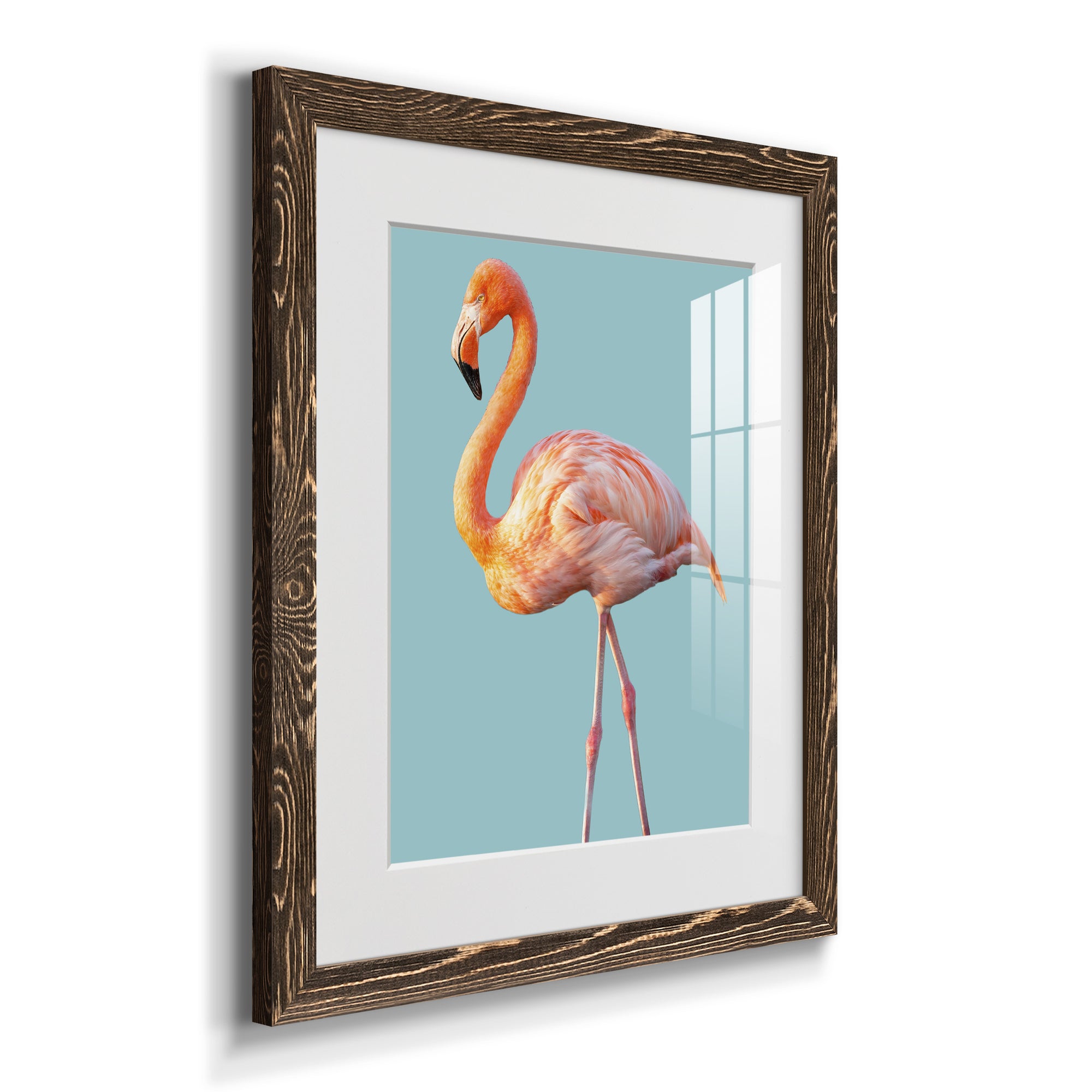Flamingo - Barnwood