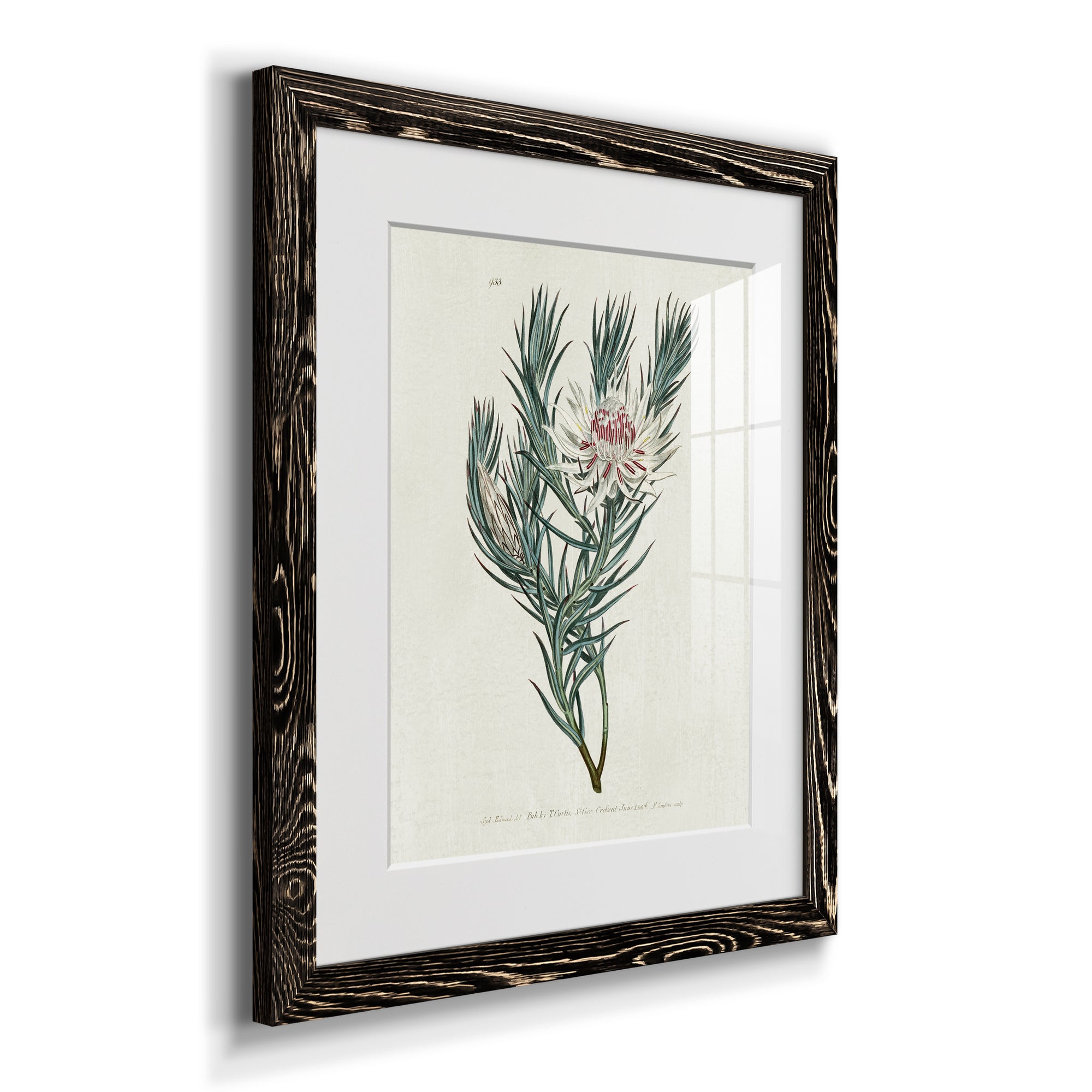 Protea N33 - Barnwood Framed Art Print