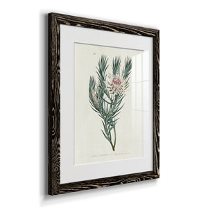 Protea N33 - Barnwood Framed Art Print