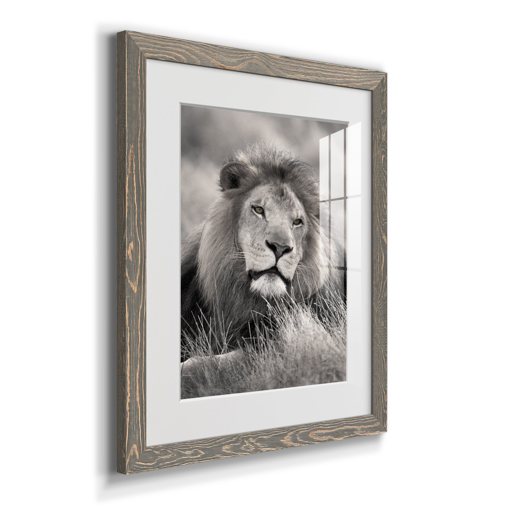 Pride of the Pride - Barnwood Framed Art Print