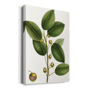 Cherry Fig Tree Premium Gallery Wrapped Canvas - Ready to Hang