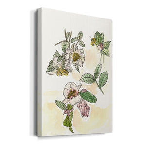 Camellia Study - Canvas Art Print