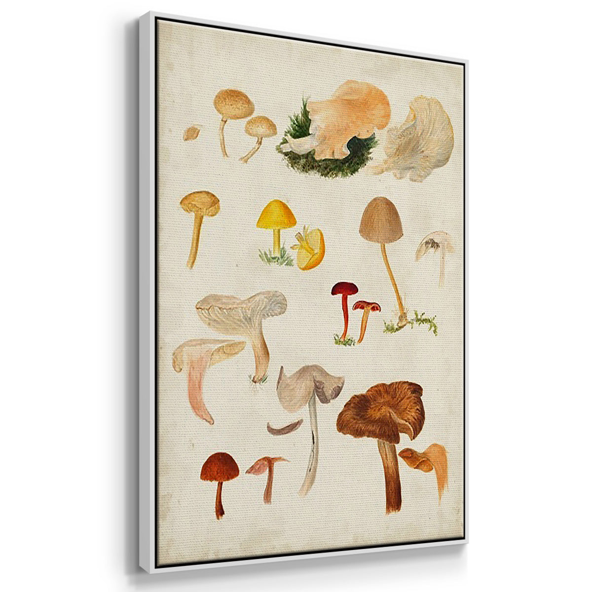 Mushroom Species X - Framed Premium Gallery Wrapped Canvas L Frame 3 Piece Set - Ready to Hang