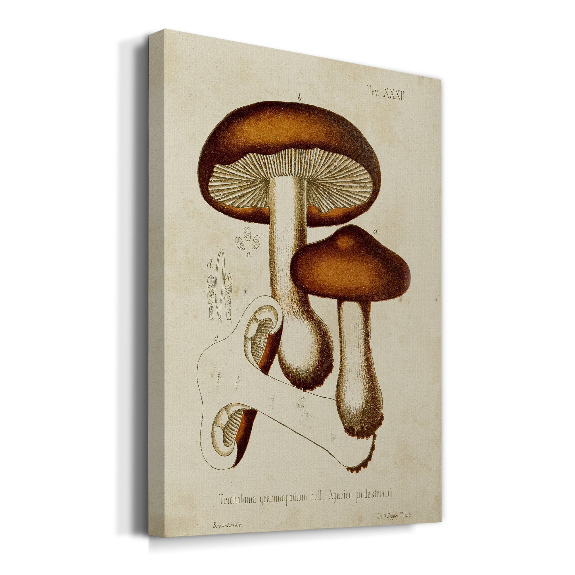 Mushroom Varieties VI Premium Gallery Wrapped Canvas - Ready to Hang
