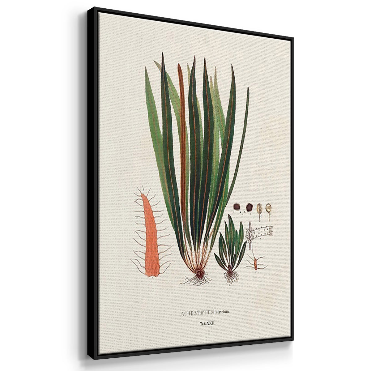 Botanical Society Ferns IV - Framed Premium Gallery Wrapped Canvas L Frame 3 Piece Set - Ready to Hang