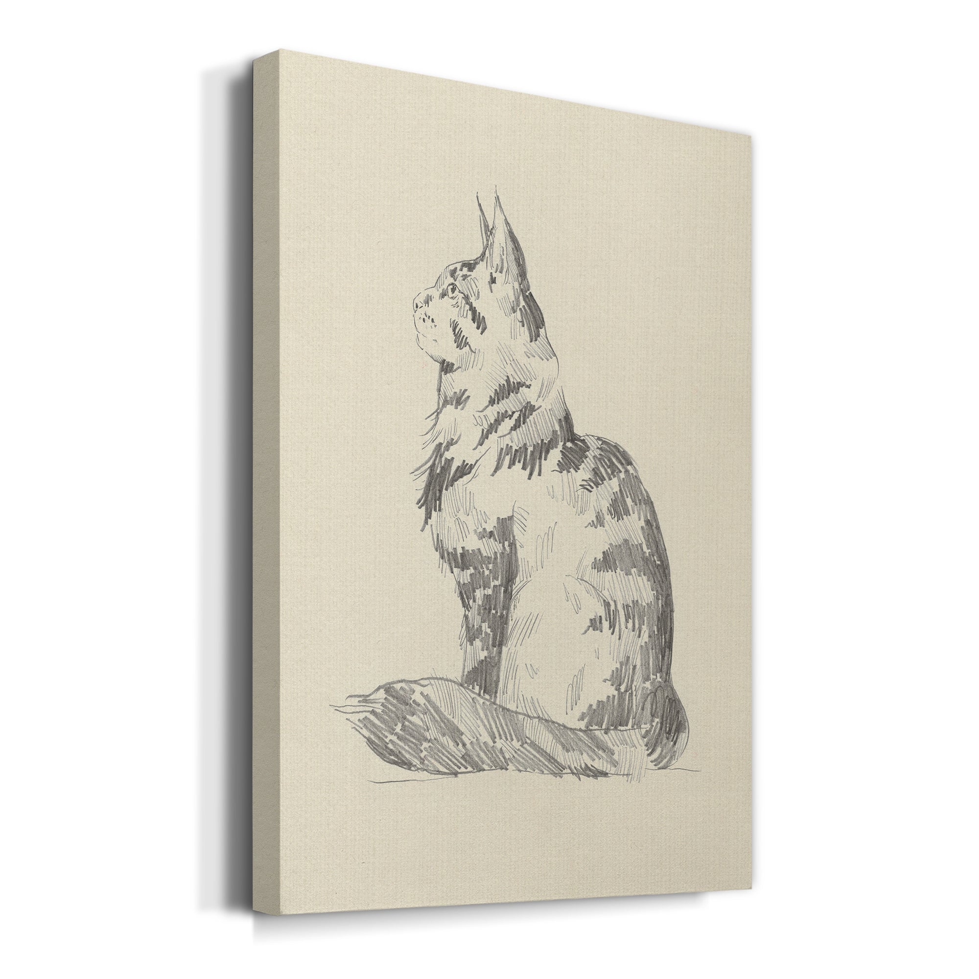 House Cat II Premium Gallery Wrapped Canvas - Ready to Hang