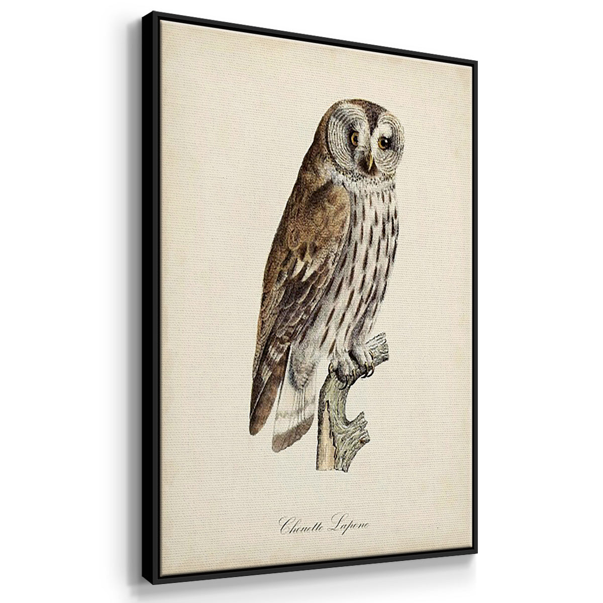 French Owls I - Framed Premium Gallery Wrapped Canvas L Frame 3 Piece Set - Ready to Hang