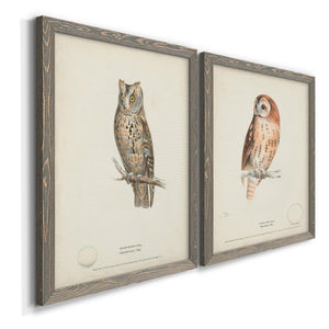Scops-Eared Owl - Barnwood Framed Canvas Set