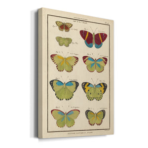 Histoire Naturelle Butterflies II - Canvas Art Print