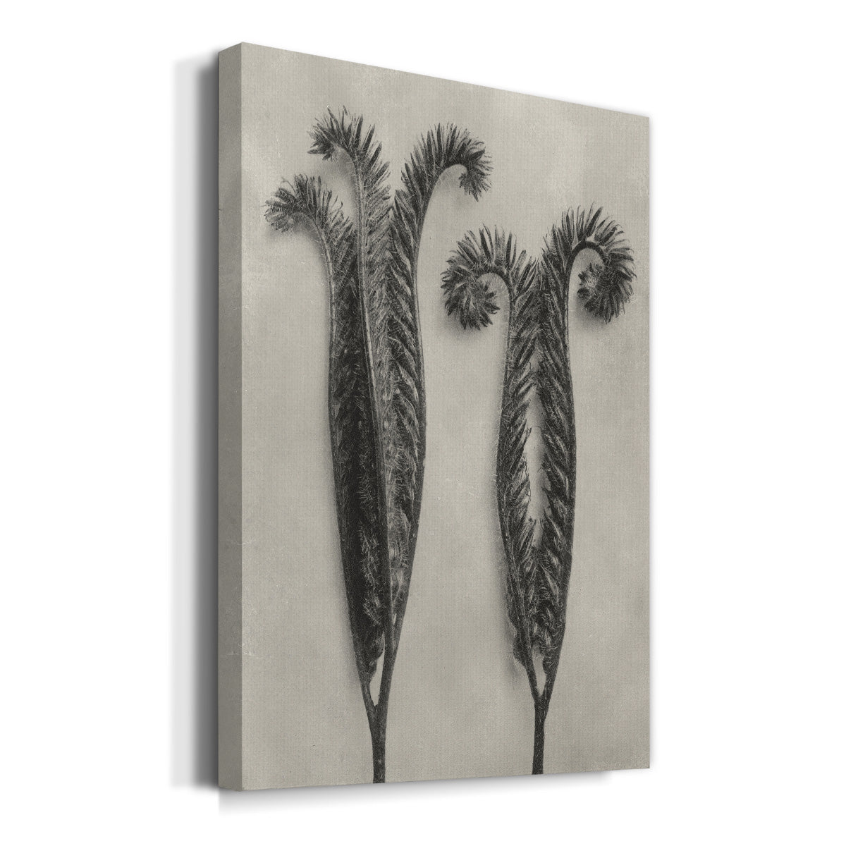 Blossfeldt Botanical II Premium Gallery Wrapped Canvas - Ready to Hang