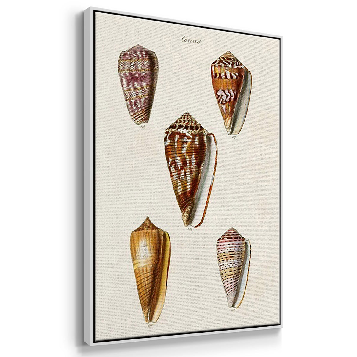 Cone Shell Collection IV - Framed Premium Gallery Wrapped Canvas L Frame 3 Piece Set - Ready to Hang