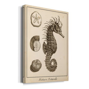 Seahorse Study I - Canvas Art Print