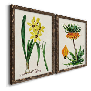 Antique Floral Folio VI - Premium Framed Canvas 2 Piece Set - Ready to Hang