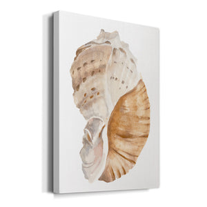Seashell I - Canvas Art Print