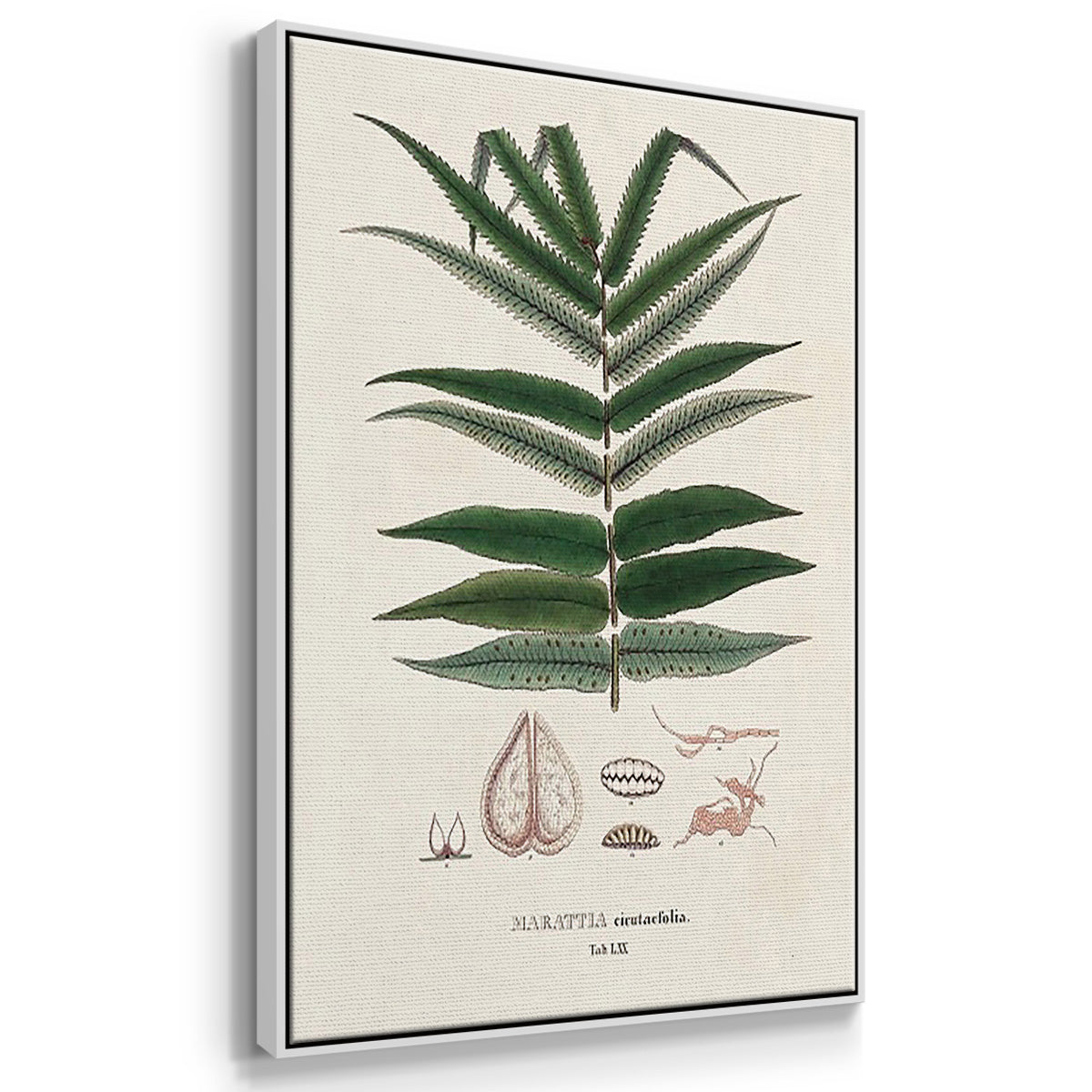Botanical Society Ferns X - Framed Premium Gallery Wrapped Canvas L Frame 3 Piece Set - Ready to Hang