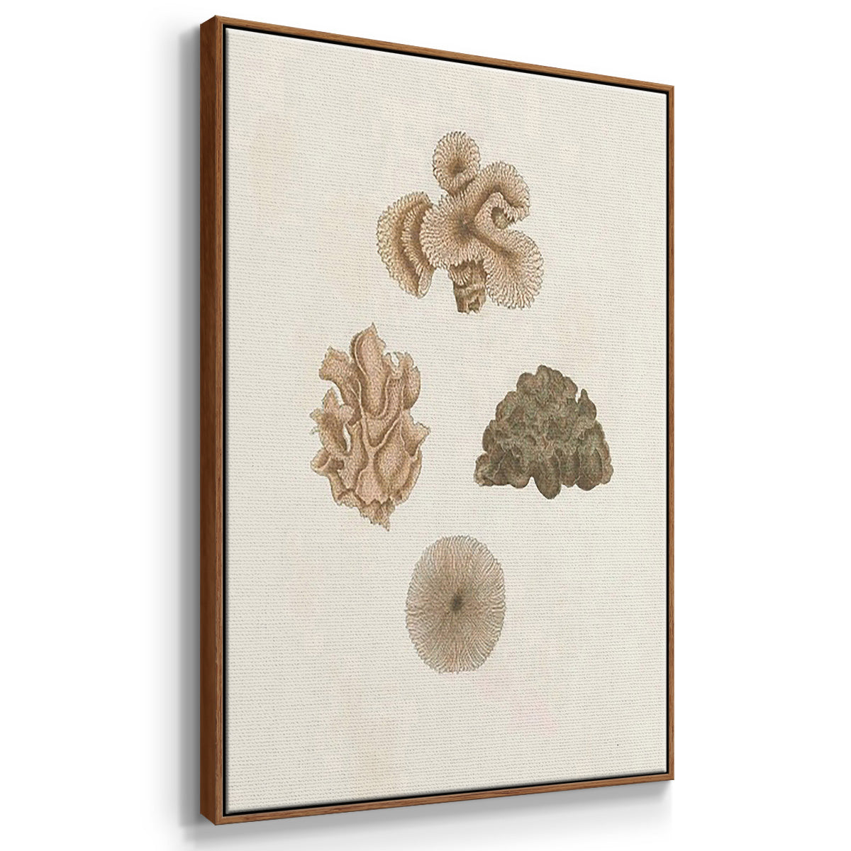 Knorr Shells & Coral VI - Framed Premium Gallery Wrapped Canvas L Frame 3 Piece Set - Ready to Hang