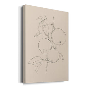 Fruit Contour Study I Premium Gallery Wrapped Canvas - Ready to Hang