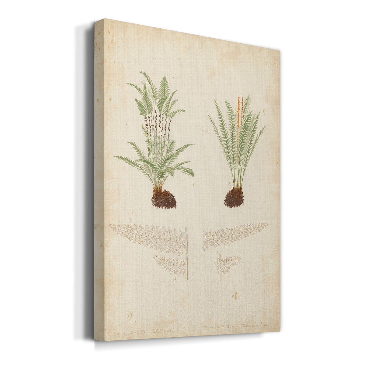 Fern Study III Premium Gallery Wrapped Canvas - Ready to Hang