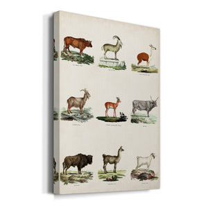 Antique Animal Chart I Premium Gallery Wrapped Canvas - Ready to Hang