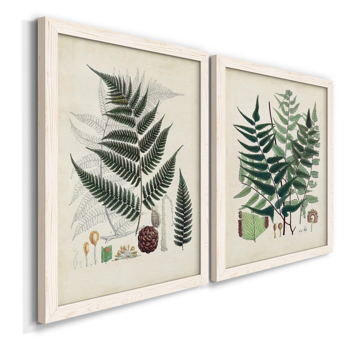 Collected Ferns VI - Premium Framed Canvas 2 Piece Set - Ready to Hang