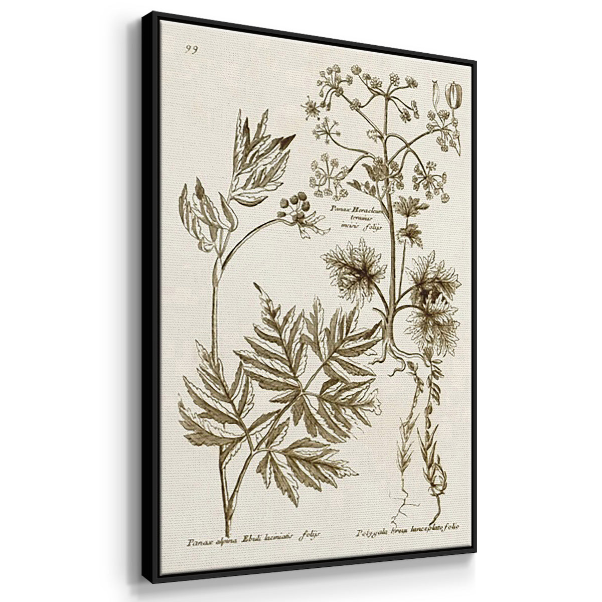 Sepia Botanical Journal I - Framed Premium Gallery Wrapped Canvas L Frame 3 Piece Set - Ready to Hang