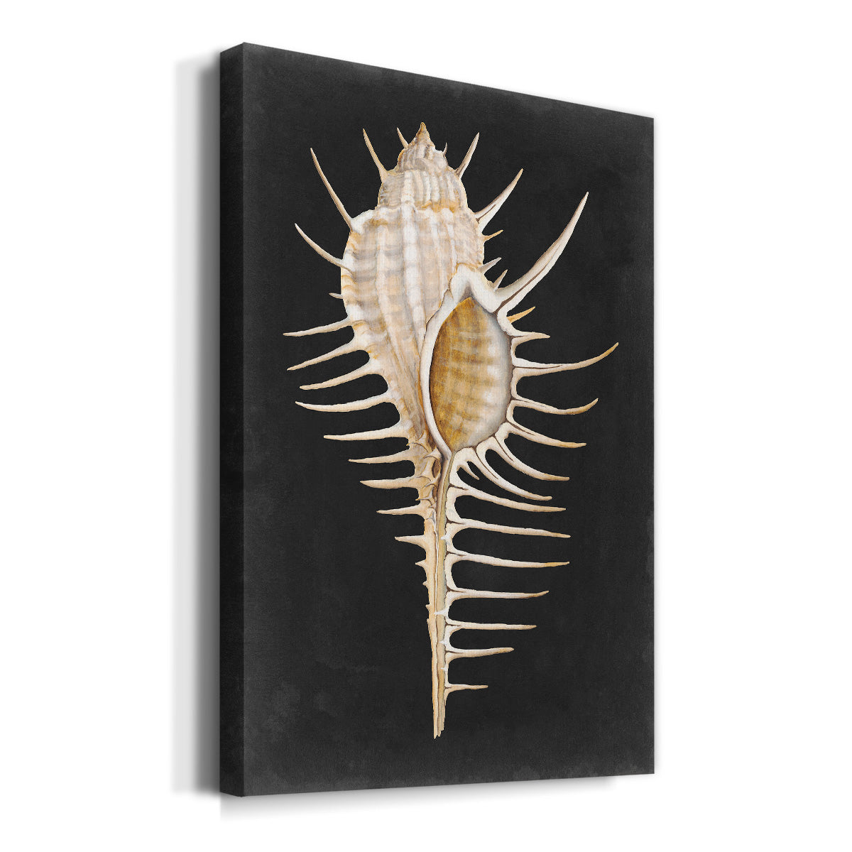 Graphic Spiny Murex Premium Gallery Wrapped Canvas - Ready to Hang