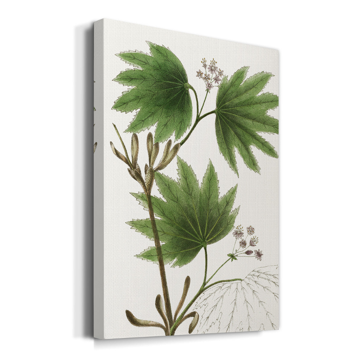 Broad Leafed Maple Premium Gallery Wrapped Canvas - Ready to Hang