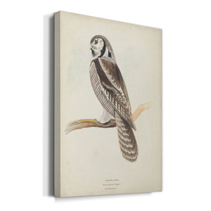 Canada Owl Premium Gallery Wrapped Canvas - Ready to Hang
