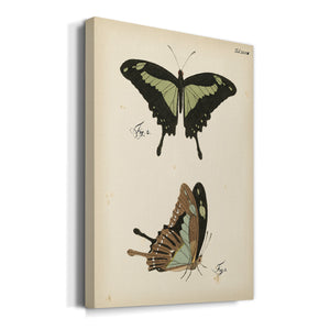 Butterfly Profile III - Canvas Art Print
