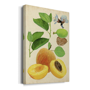 Apricot Study I Premium Gallery Wrapped Canvas - Ready to Hang
