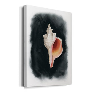 Conch on Black II - Canvas Art Print