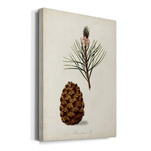 Antique Tree Study V Premium Gallery Wrapped Canvas - Ready to Hang