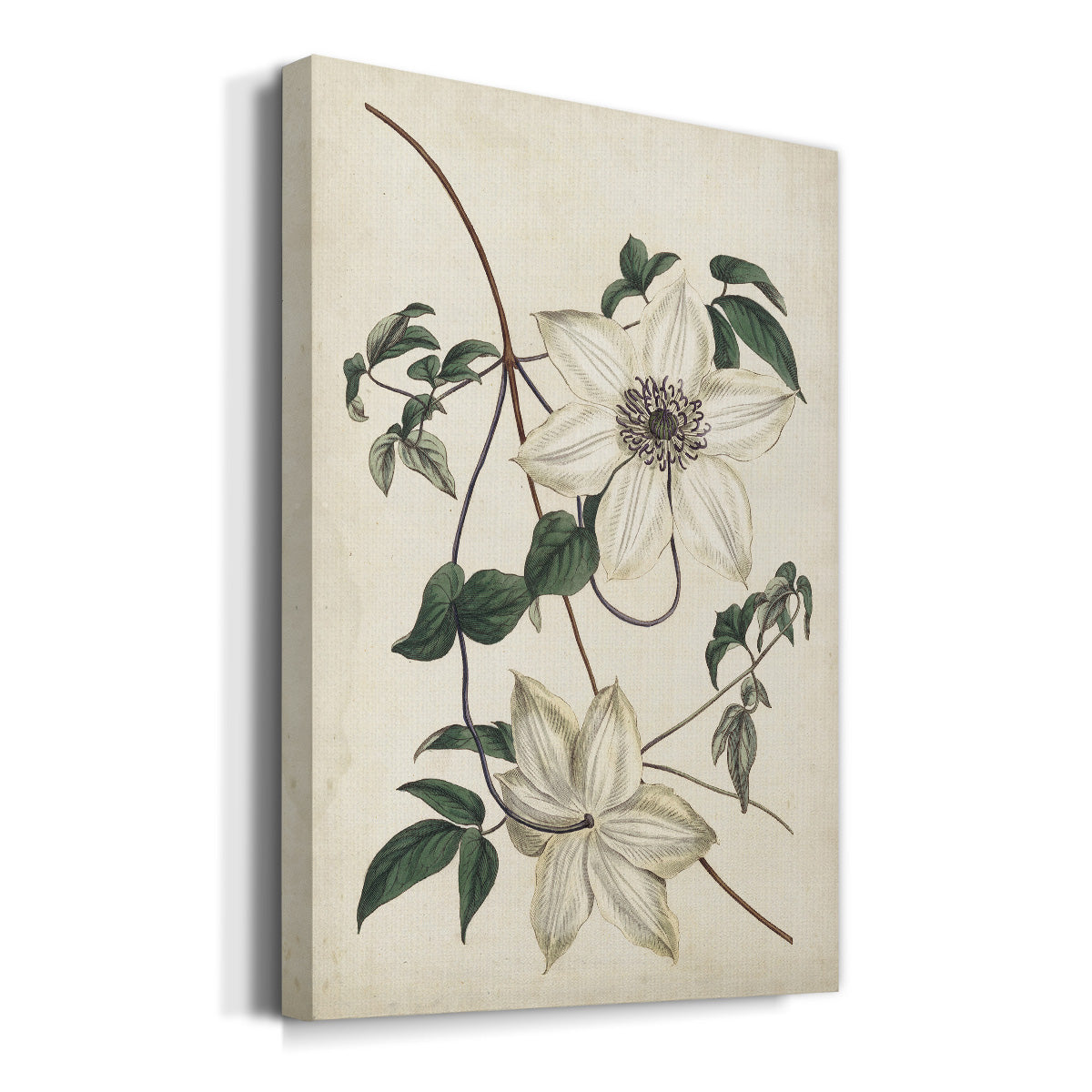 Ivory Garden II Premium Gallery Wrapped Canvas - Ready to Hang