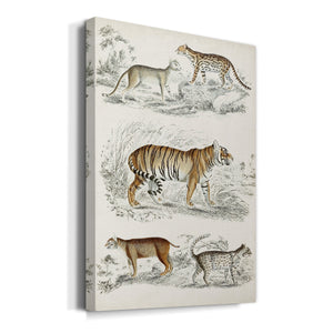 Journal of Natural History II - Canvas Art Print