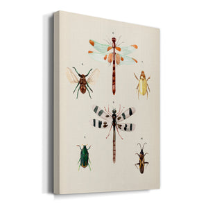 Insect Varieties II - Canvas Art Print