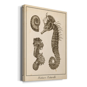 Seahorse Study II - Canvas Art Print