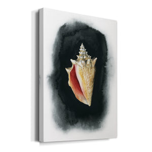 Conch on Black I - Canvas Art Print