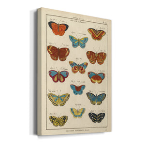 Histoire Naturelle Butterflies I - Canvas Art Print