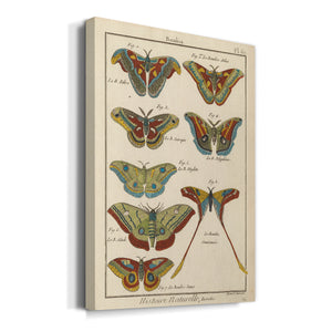 Histoire Naturelle Butterflies III - Canvas Art Print