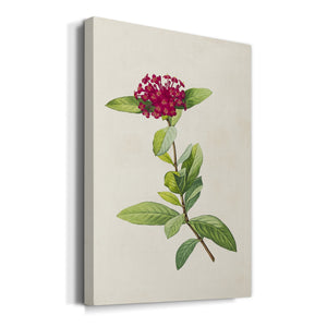 Pretty Pink Botanicals II Premium Gallery Wrapped Canvas - Ready to Hang